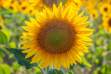 Fototapeta premium Close up of sunflowers in the Provence France - travel photography