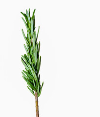 A sprig of Rosemary on a white background
