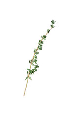 A sprig of Thyme on a white background