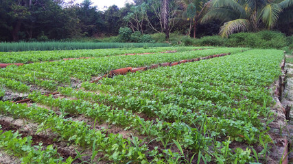 vegetable garden