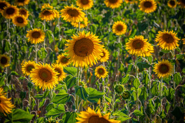 The sunflower fields in the Provence France - travel photography