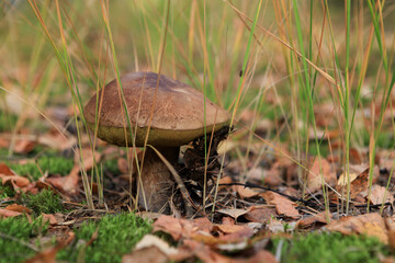 Orange-cap boletus, aspen mushroom growing in the forest, close-up