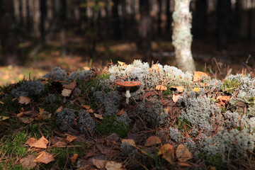 Amanita Muscaria. Red poisonous fly agaric mushroom growing in moss. Fairy forest
