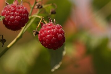 czerwone  owoce  malin   na  krzewie  w  ogrodzie