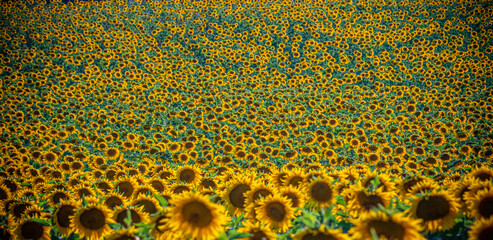 Huge sunflower fields in the Provence France - travel photography