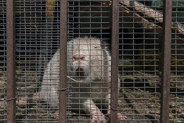 White nutria Myocastor coypus in the cage at the farm