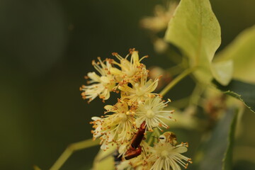 kwiaty  lipy  i  dzikie  owady  © Mirosaw