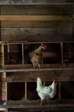 Chickens in coop