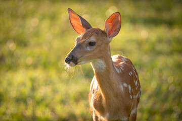 White-tailed deer fawn in morning light