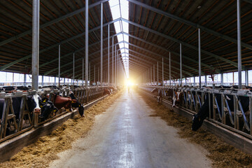 Naklejka premium Diary cows in modern free livestock stall
