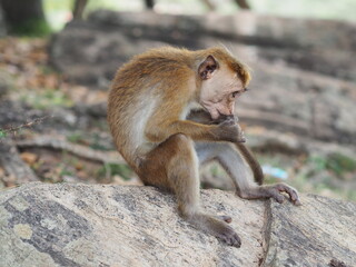 Macaque monkey sitting on stone and bites its own tail
