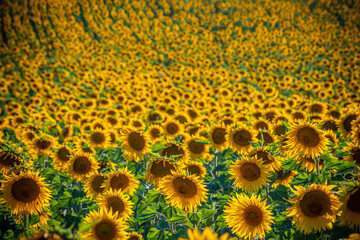 Huge sunflower fields in the Provence France - travel photography