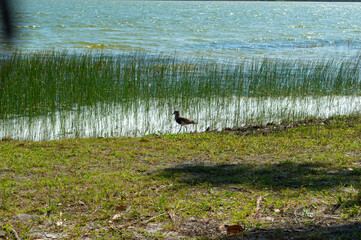 Southern Lapwing on shore