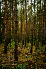 Naklejka premium Forest trees during summer time.
