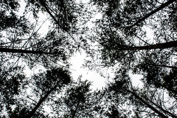 Picture of top of the trees in the forest.