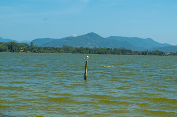 Obraz premium Seagull and shore.