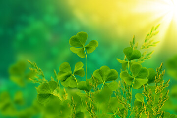 Green clover leaves on a background summer landscape. St.Patrick 's Day