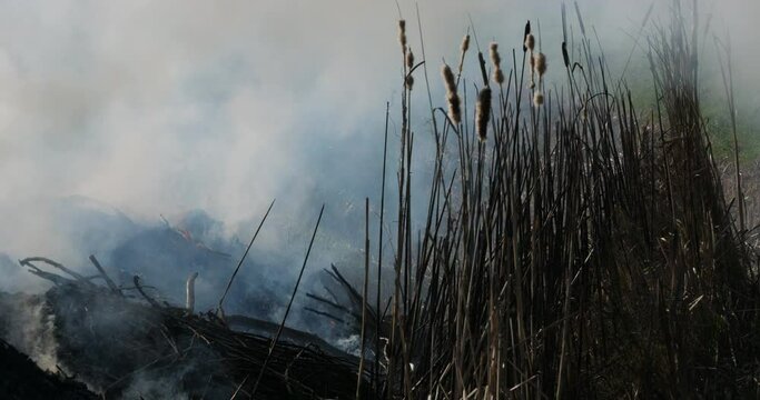 Agriculture. Fire in the countryside