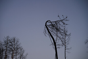 dry trees with blue sky background