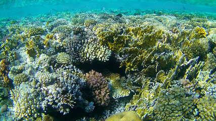 Fototapeta na wymiar underwater world, colored corals and fish, marine inhabitants of the Red Sea