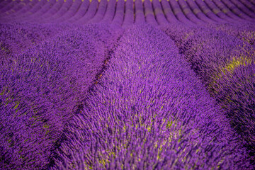 The violet lavender fields of Valensole Provence in France - travel photography