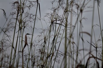reeds on a cloudy day