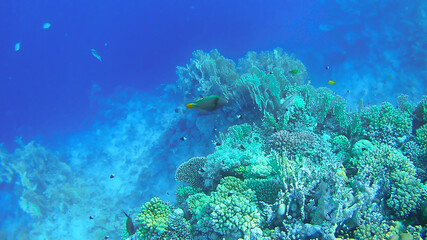 underwater world, colored corals and fish, marine inhabitants of the Red Sea