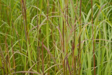 purple prairie grass