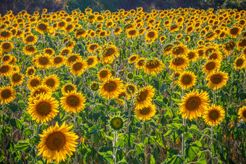 The sunflower fields in the Provence France - travel photography
