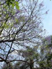 tree in the sky