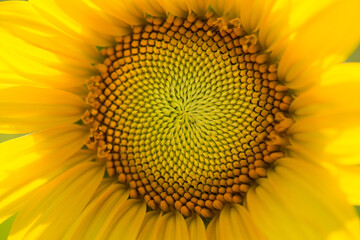 Bright yellow closeup of the center of a sunflower.