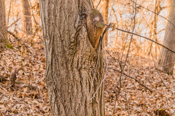 White clothes hanger in a tree