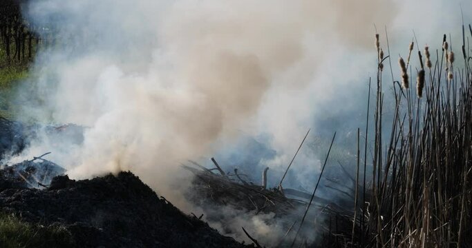 Agriculture. Fire in the countryside
