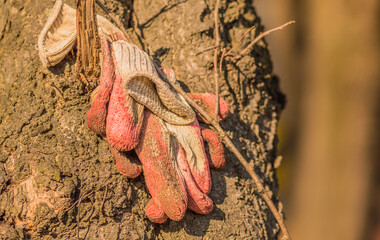 Gloves in a tree