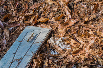 Wooden door on ground