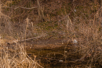 Washed up pollution at the shore
