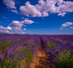 Fototapeta na wymiar The lavender fields of Valensole Provence in France - travel photography