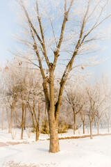 Large leafless tree in middle of snow covered field