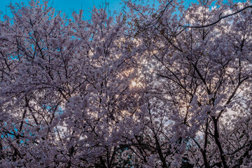  Back lit cherry blossom trees