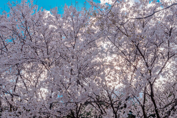  Back lit cherry blossom trees
