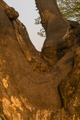 Close up of large 630 year old tree