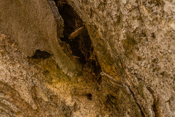 Side of large old tree