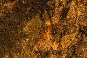 Side of large old tree