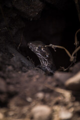 Naklejka na ściany i meble brown lizard coming out of its cave