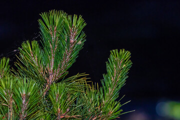 Closeup of pine tree needles