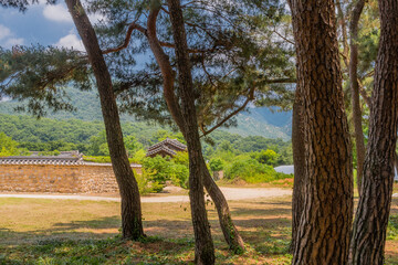Korean traditional wall framed by trees.