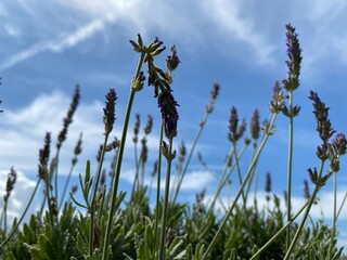 grass and sky