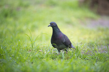 公園でくつろぐ鳩
