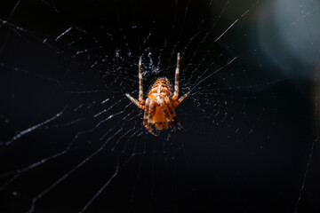 Cross orb weaver spider