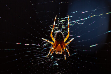 Cross orb weaver spider